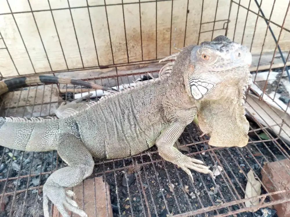Iguana jumbo bangettt jinak sehat