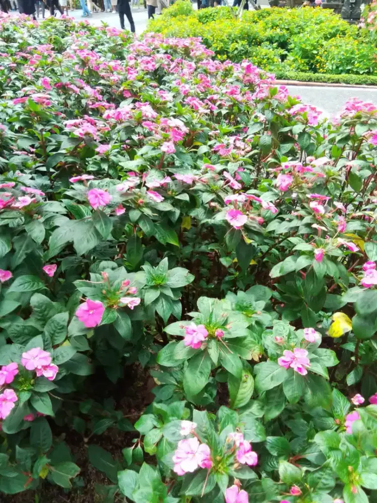 Madu aseli, di peras dan dicari sendiri oleh bapak saya