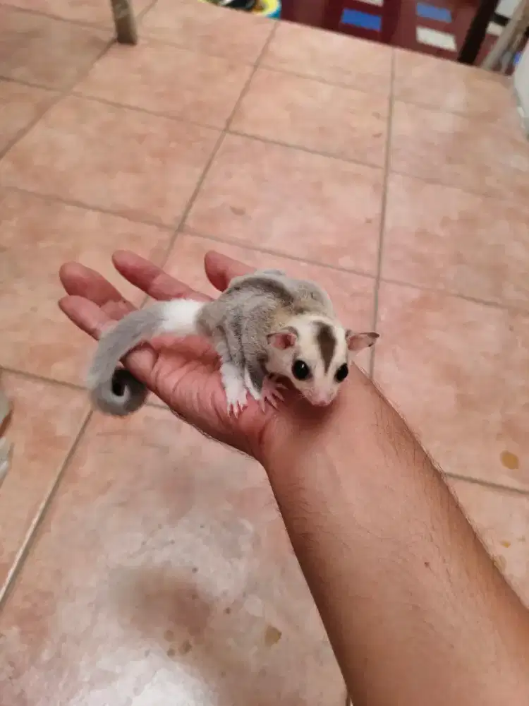 Sugar Glider Platinum Mozaik Ringtail