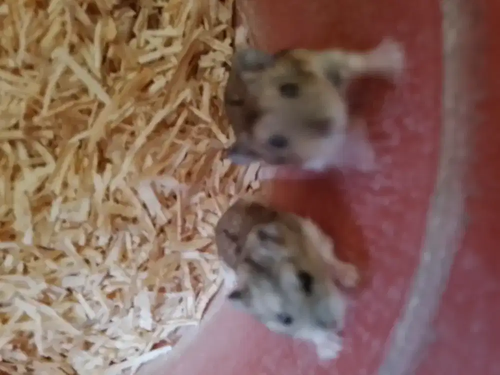Hamster campbel polos 3 ekpr