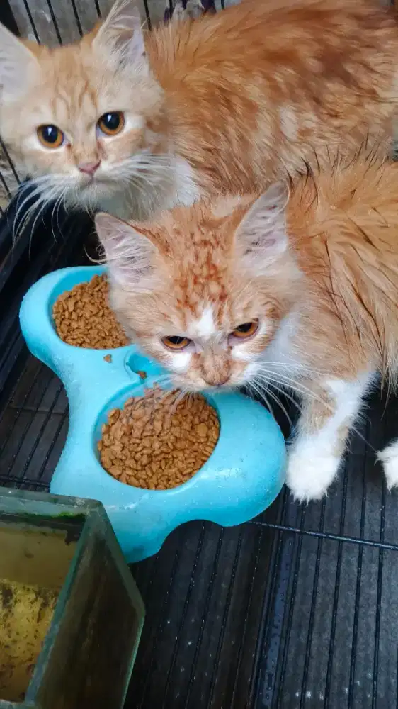 Kitten Persia mix Munchkin