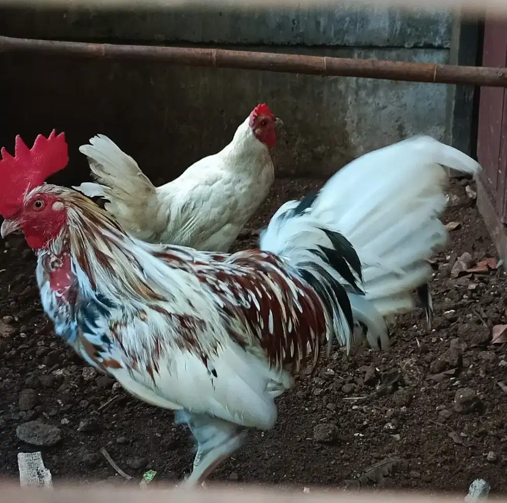 di jual Ayam ketawa durasi sepasang