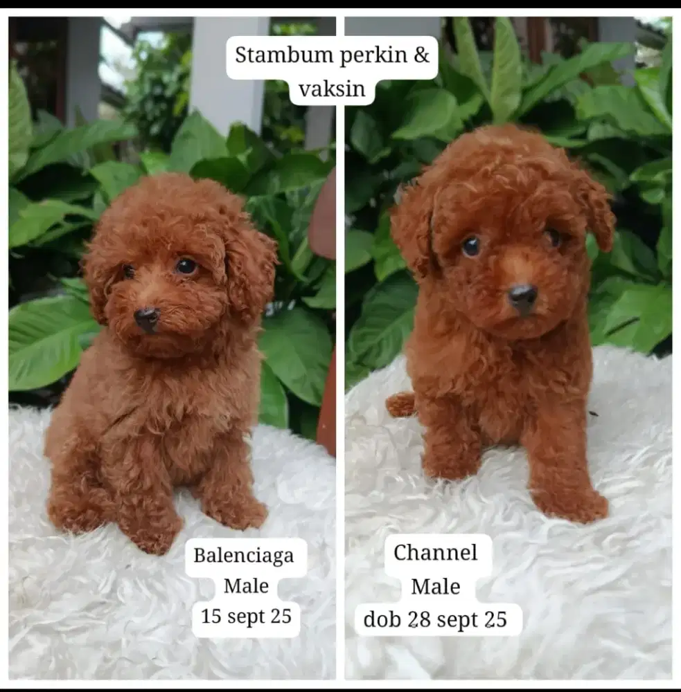 BU Poodle jantan stb vaksin nego sampai deal