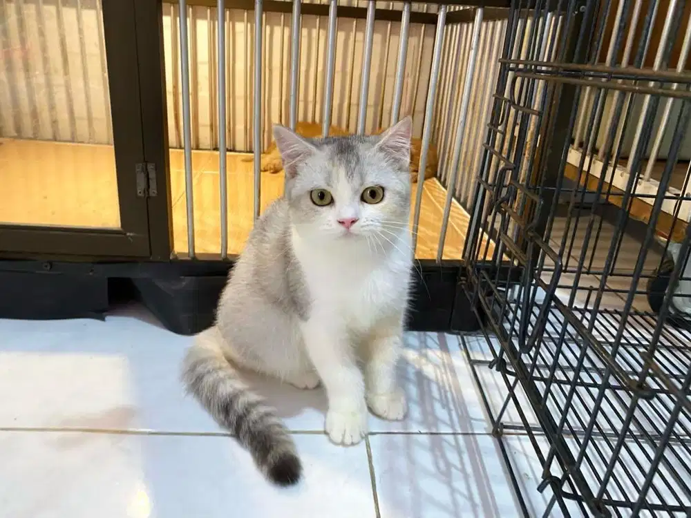 Kucing kitten british shorthair betina