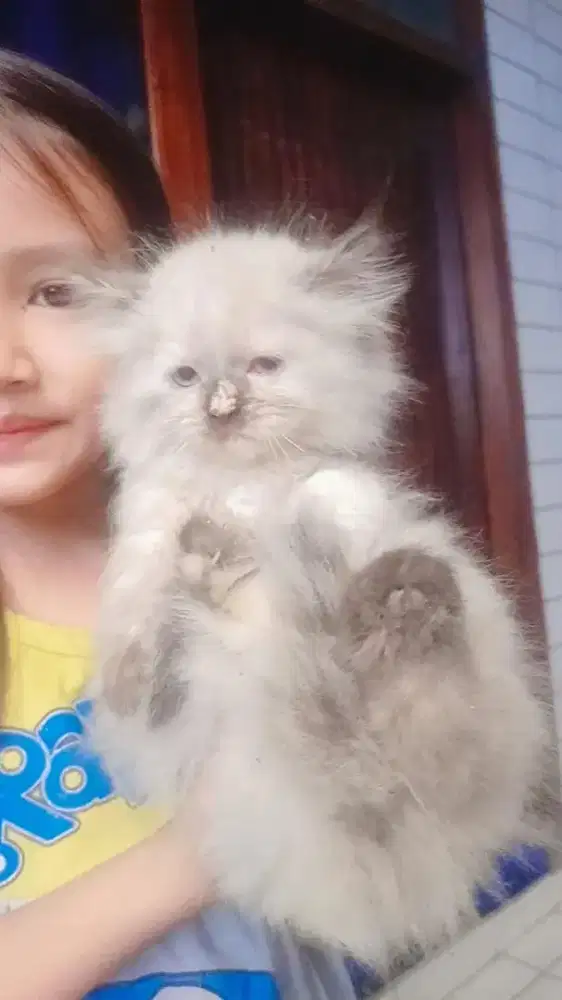 Kucing Himalaya radgoll umur 7 bulan dan 3 bulan