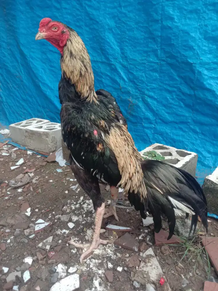 Dijual ayam siam