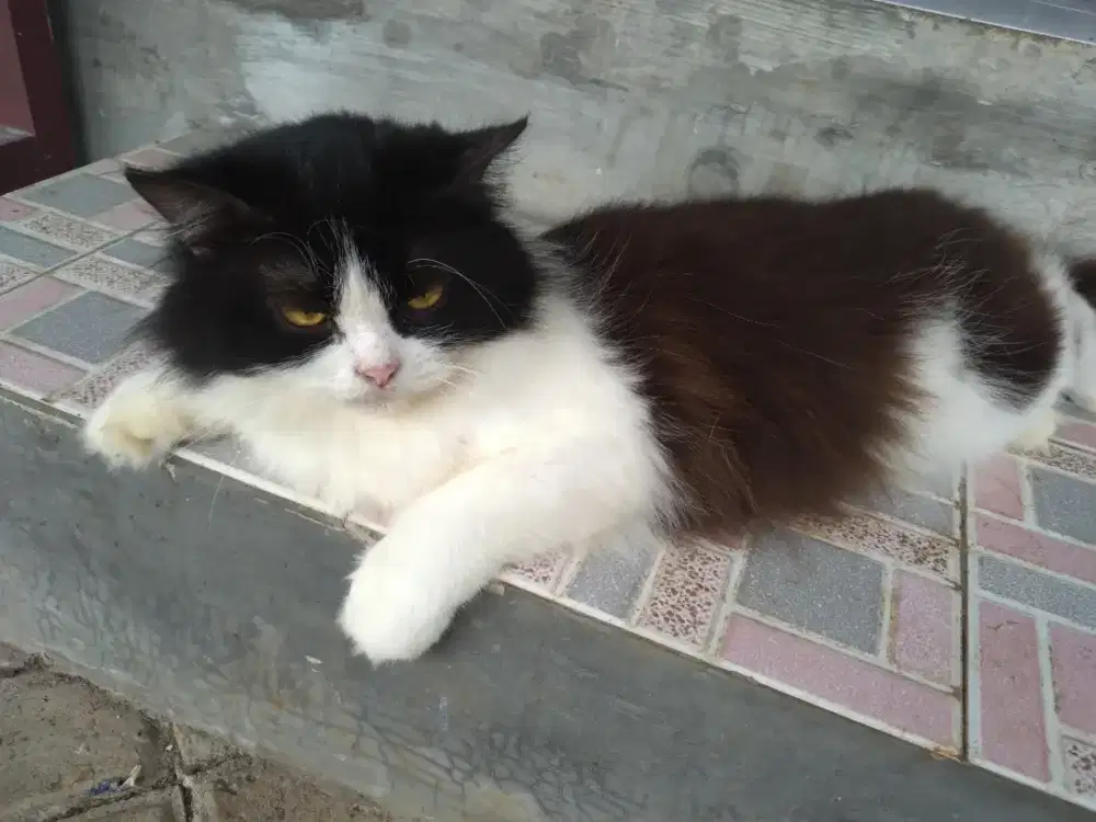 Kucing persia kelamin betina