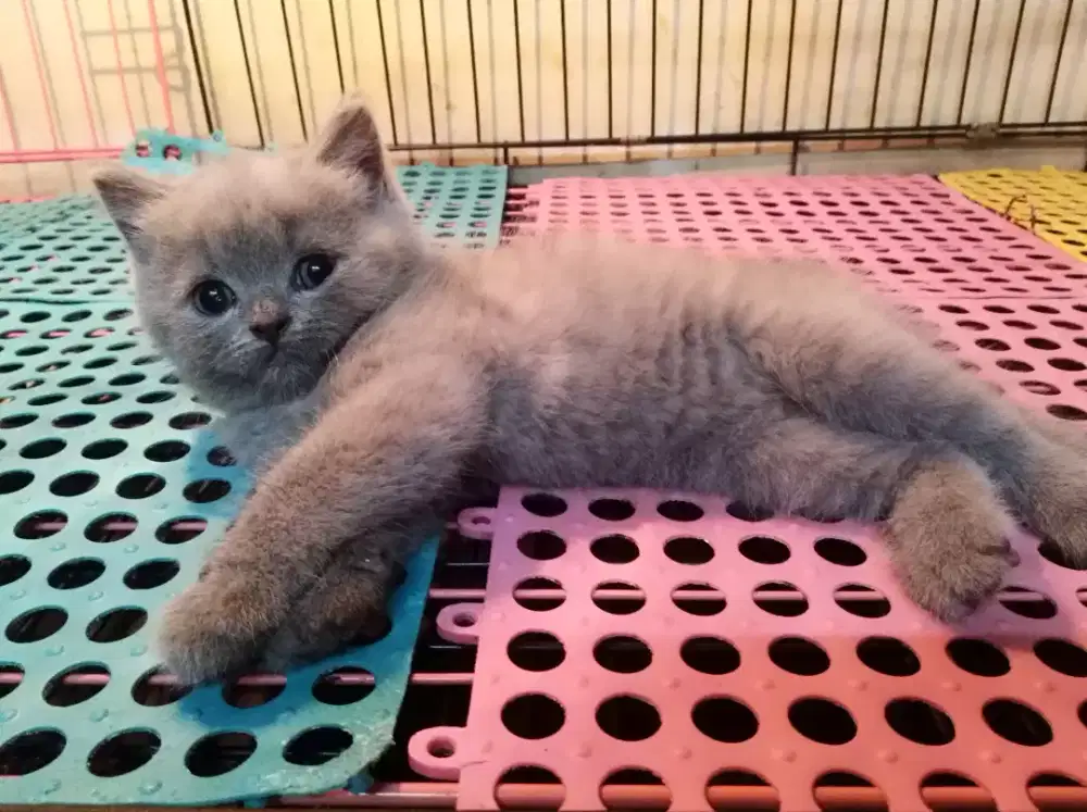 Kucing bsh blue solid jantan