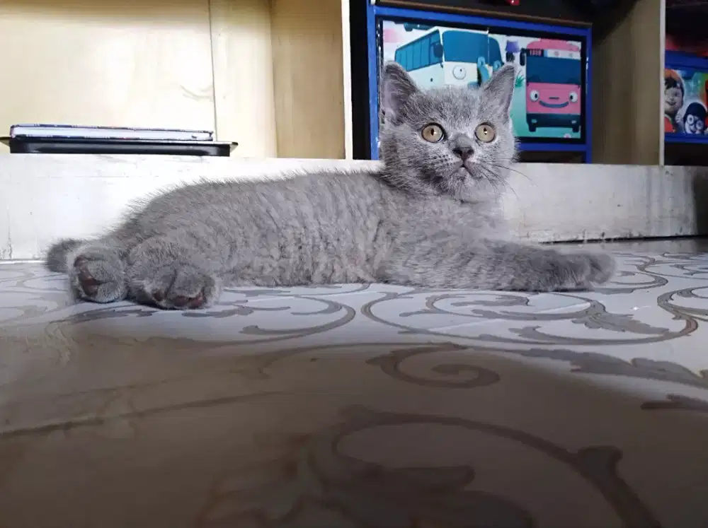 Kucing bsh blue solid betina