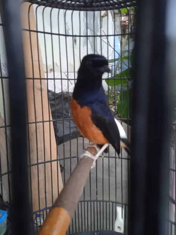 Murai gacor x prestasi full set