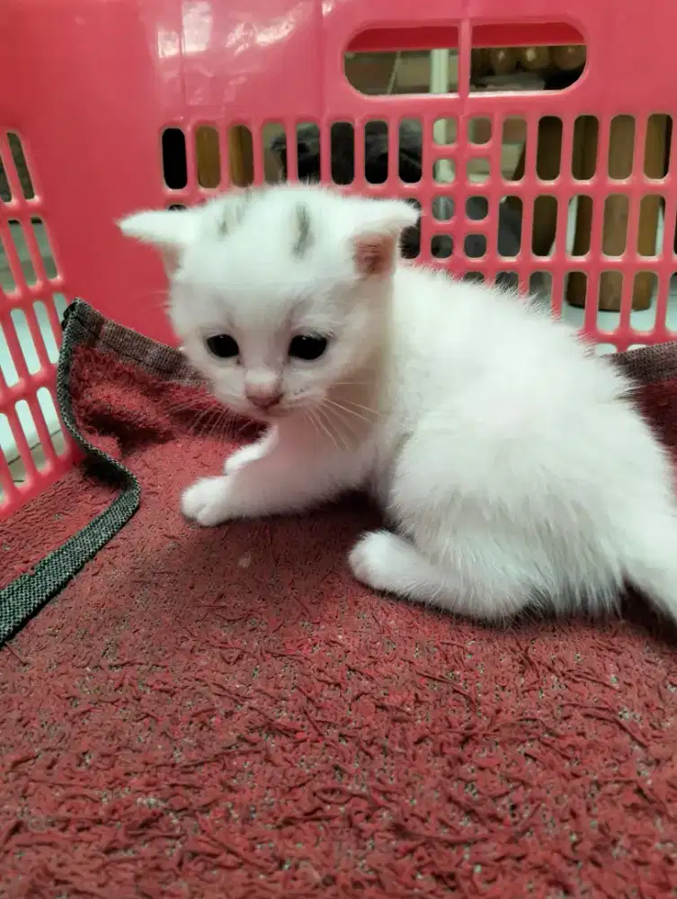 Kitten British mix sultan jantan