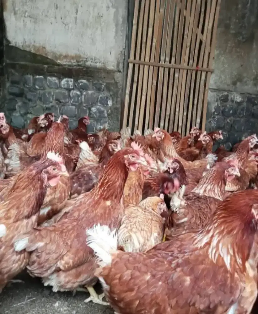 Ayam Petelur Usia 23/25 Ayam Produksi