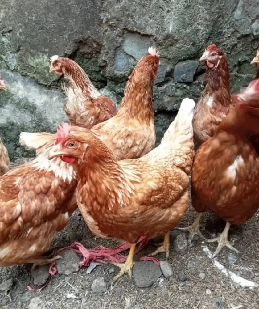 READY AYAM PETELUR USIA 25/27 Minggu Ayam Produksi