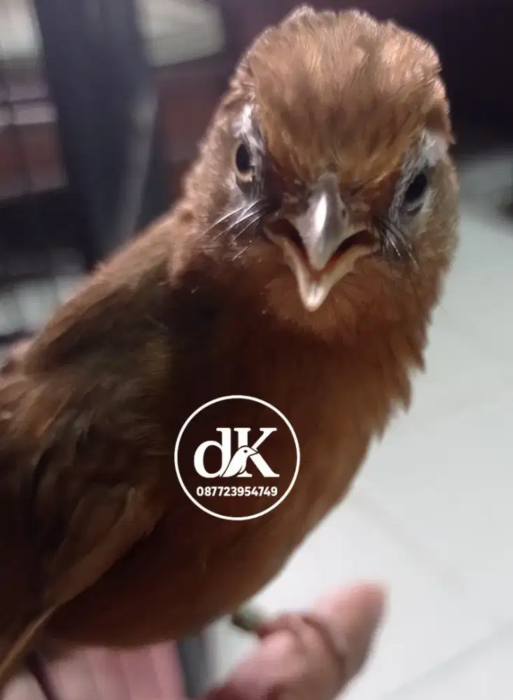 Wambi Betina ternakan