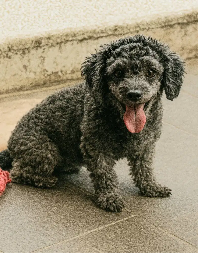 Anjing Toy Poodle Betina