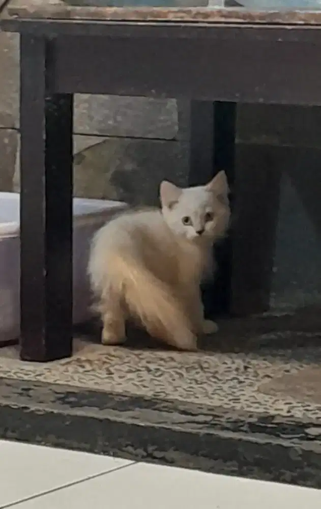 Jual Kitten Putih