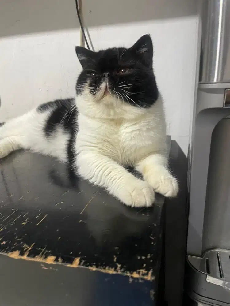 Kucing persian exotic