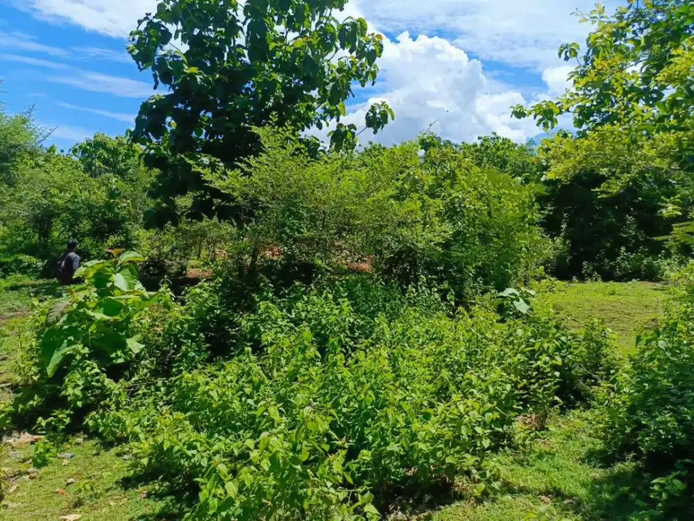 TANAH SUPER PREMIUM BAGUS UNTUK INVESTMEN LOKASI STARTEGIS DI JIMABARAN