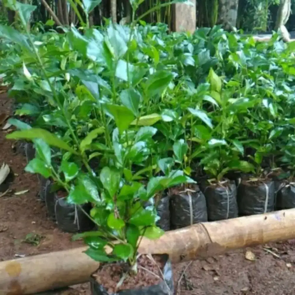 Bibit tanaman tehtehan