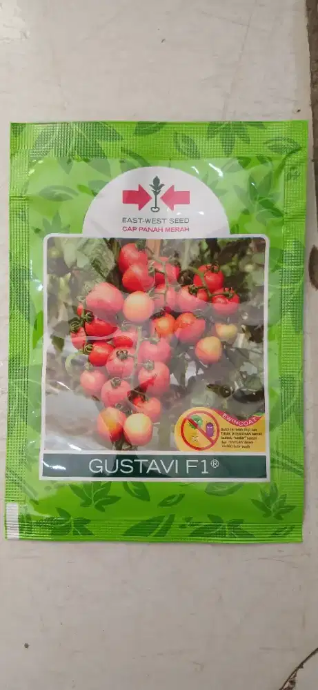 Benih tomat gustavi