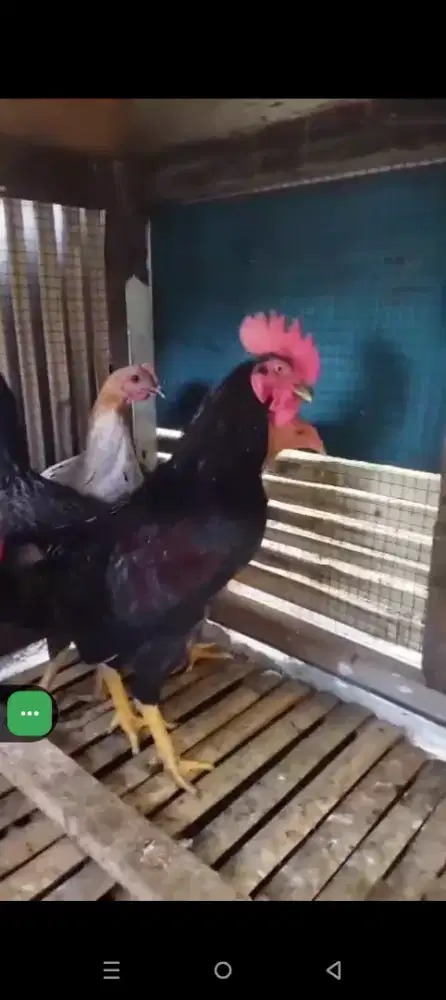 Ayam kampung borongan