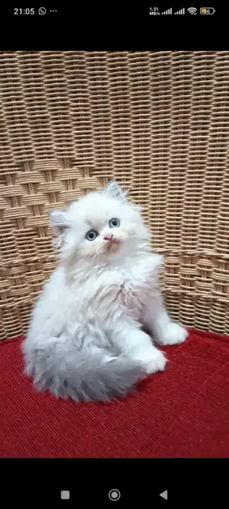 Lepas adop kitten persia