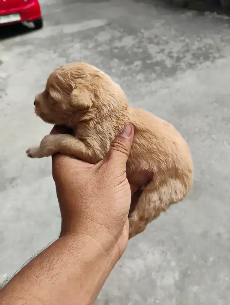 Toy poodle betina apricot jantan