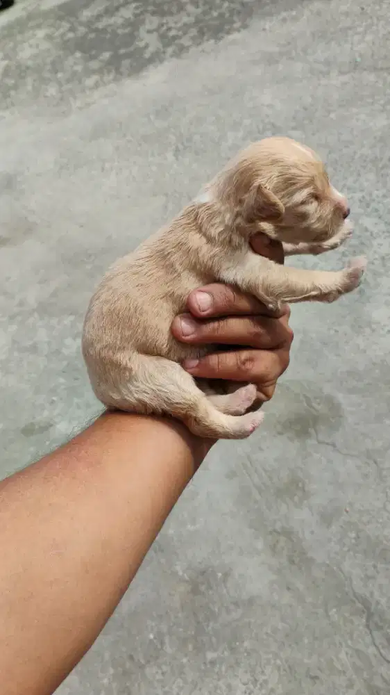 Puppy toy poodle betina