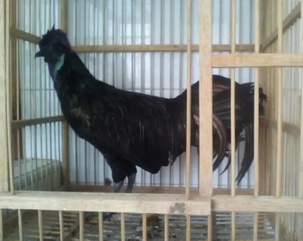 Ayam bekisar hitam mulus