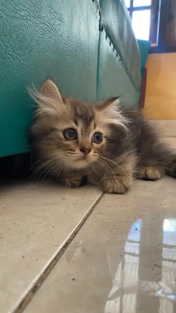 Kitten Bulu Riwuk