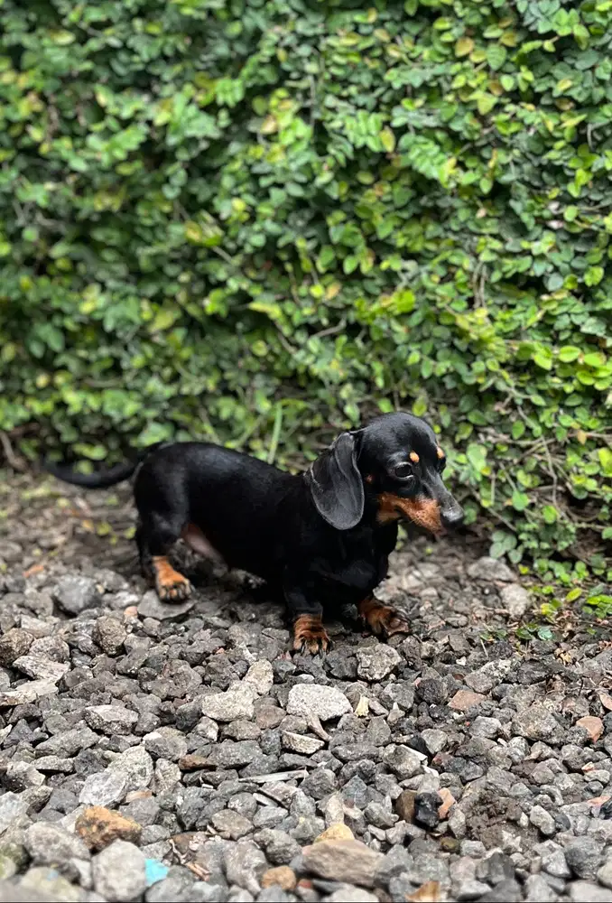 Induk muda kaninchen/tekel/mini tekel