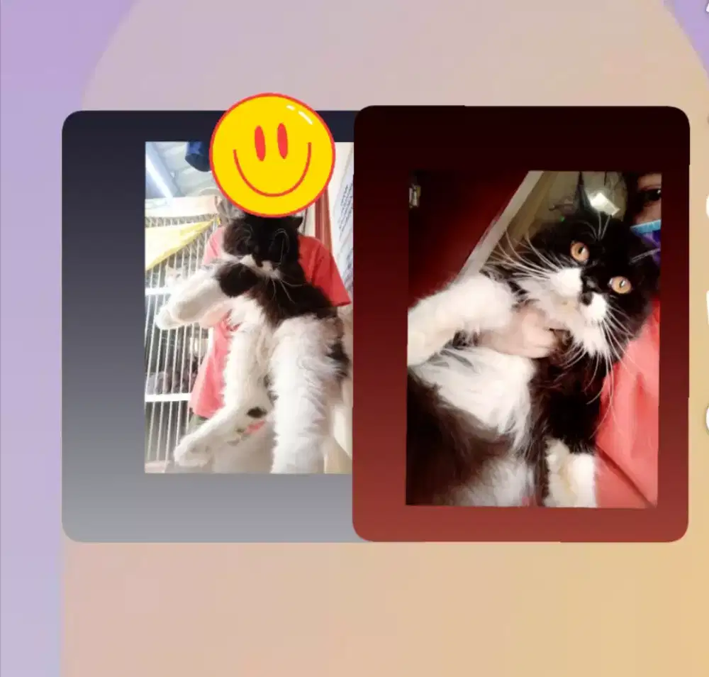 Kucing persia jantan