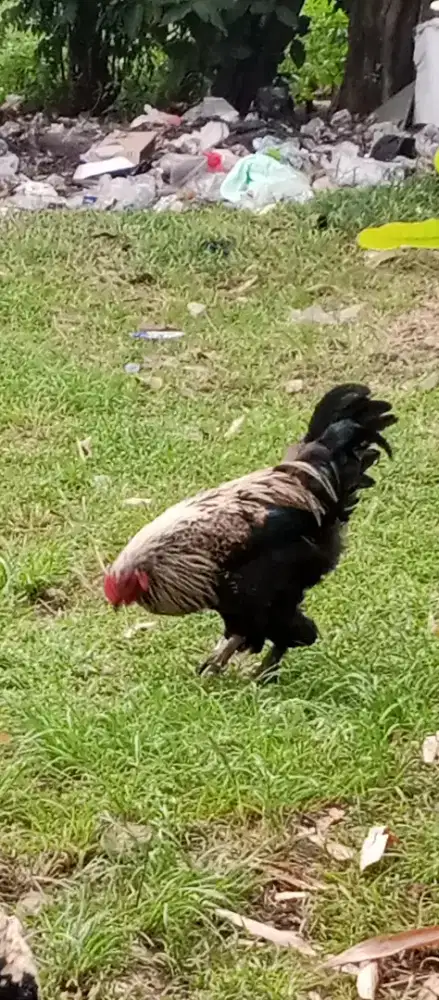 Ayam Brahma Anakkan