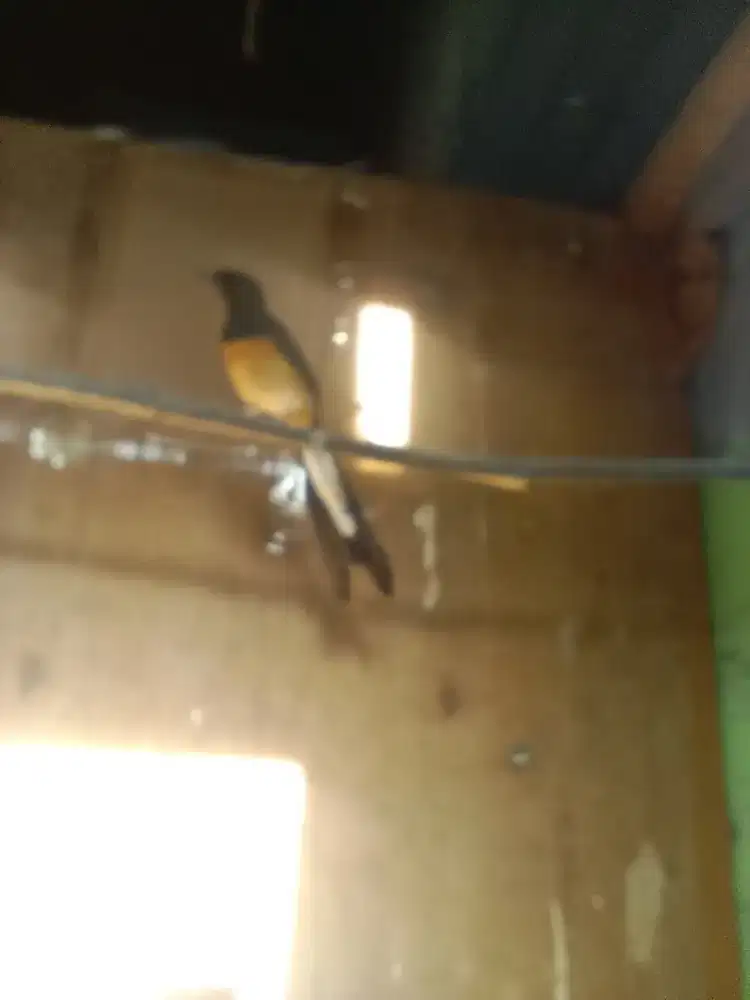 Indukan betina ekor panjang