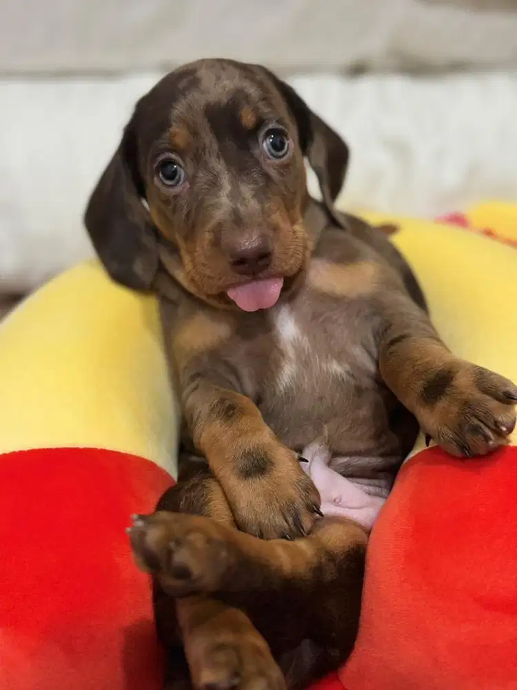 Opent Adopt Dapple Tekel