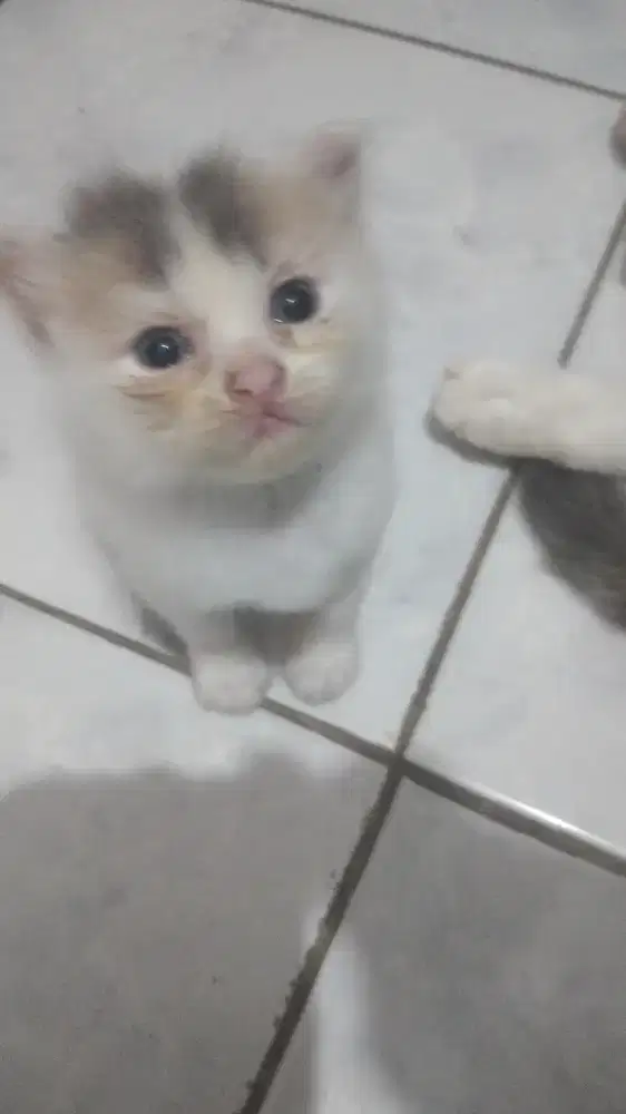 Jual Anak kucing persia umur 2bln