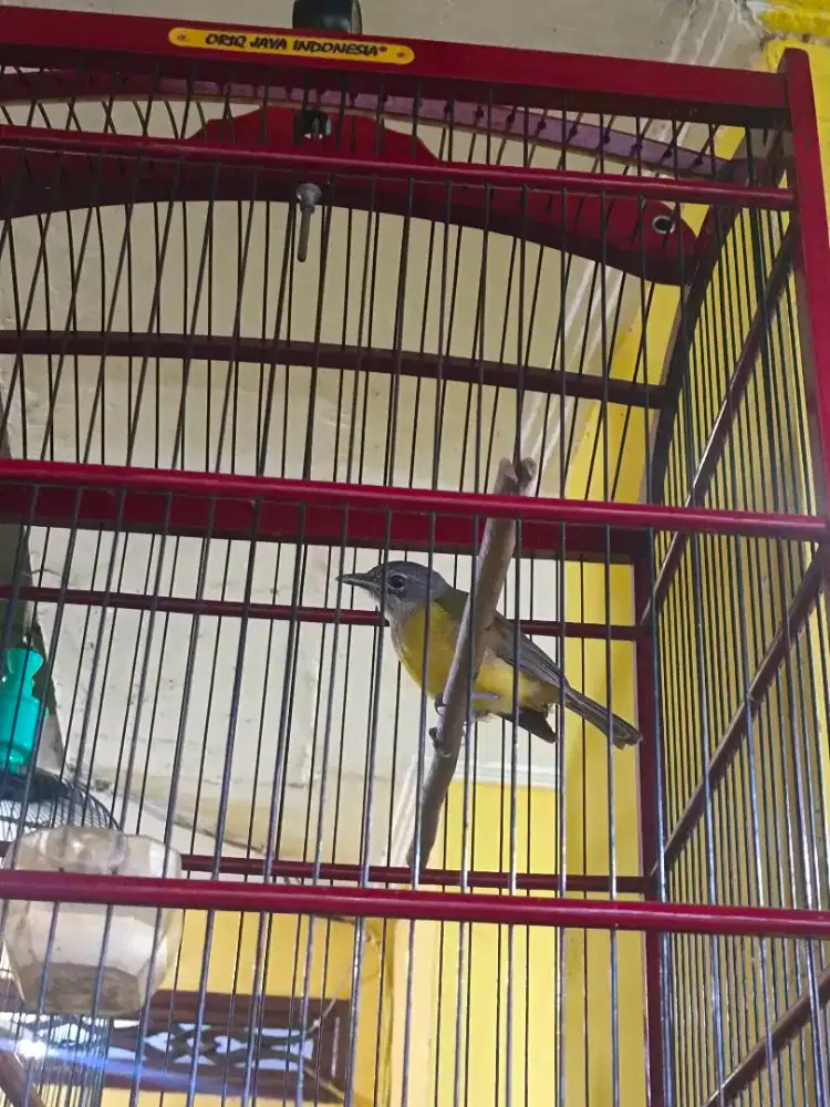 Samyong trotol jaminan jantan