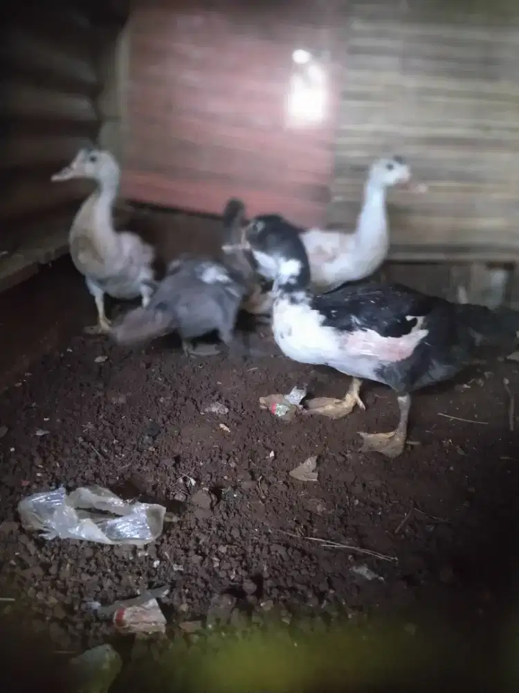 Entok rambon blaster