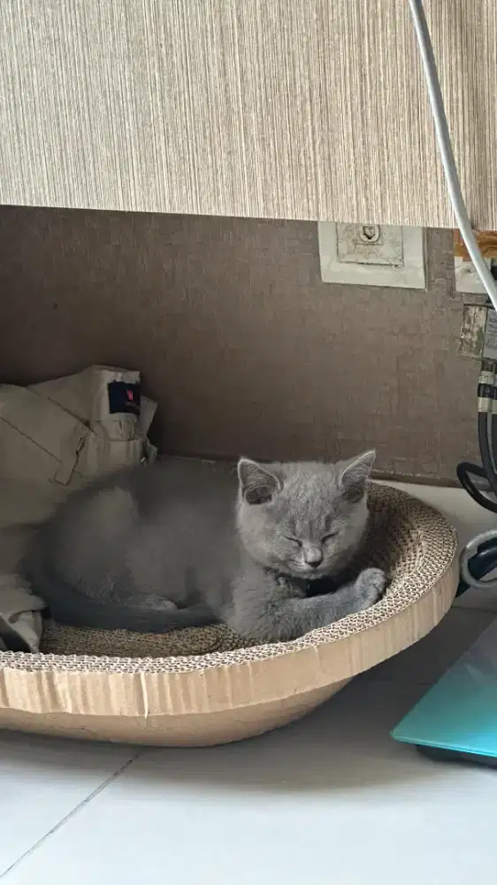 Kucing British shorthair BSH Pure