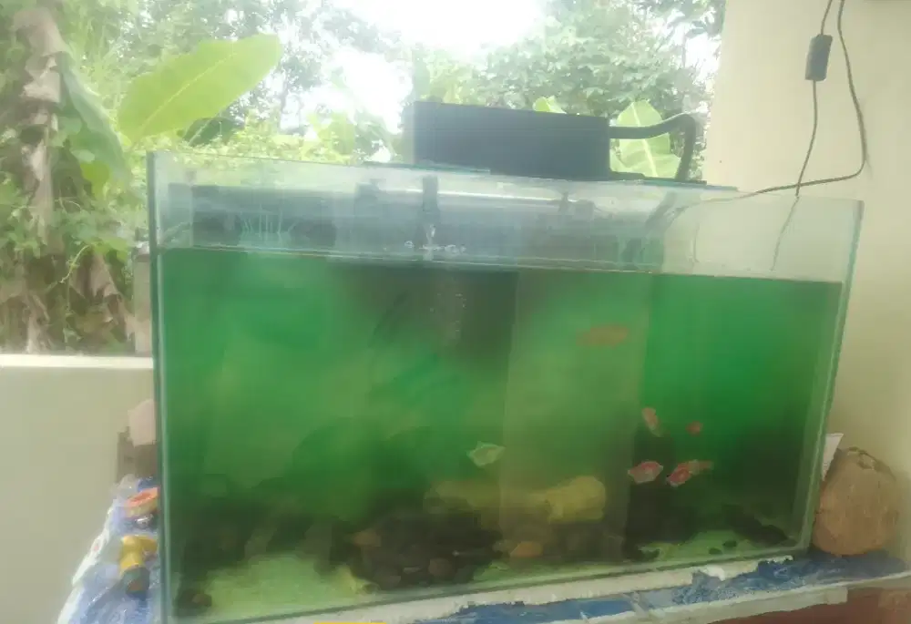 Aquarium ikan no minus