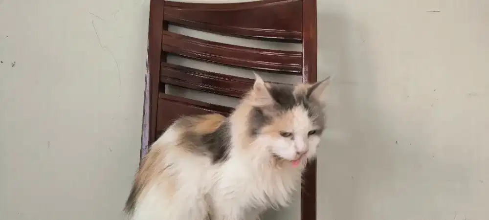 Lepas Adopt kucing Maincoon