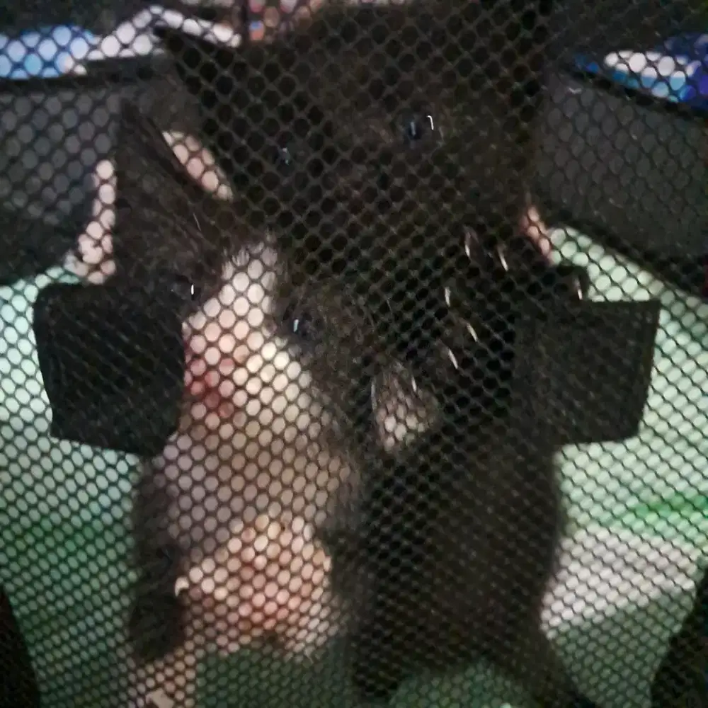 OPEN ADOPT 2 KITTEN PESIA MIX