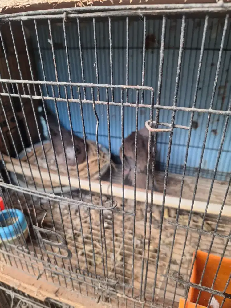 Tekukur kelantan ori bukan perkutut bukan puter pelung bukan kandang