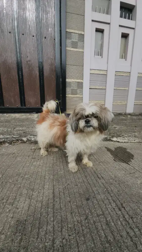 Di jual Shih zhu maltese