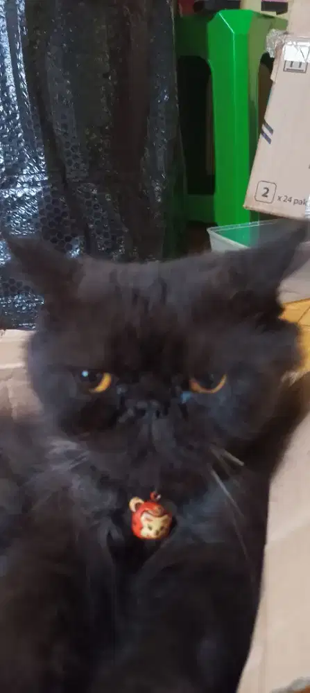 Kucing hitam peaknose dewasa