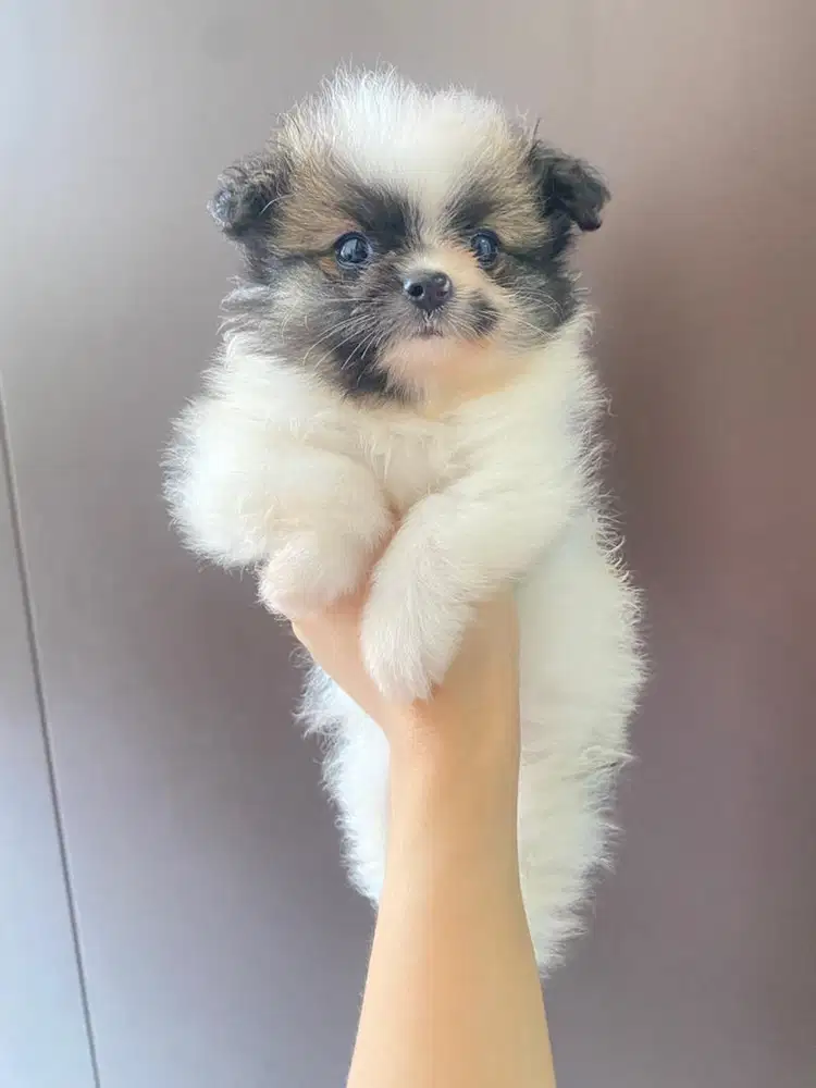ANJING POM ANAKAN ANJING POMERANIAN PUPPY MINI POM