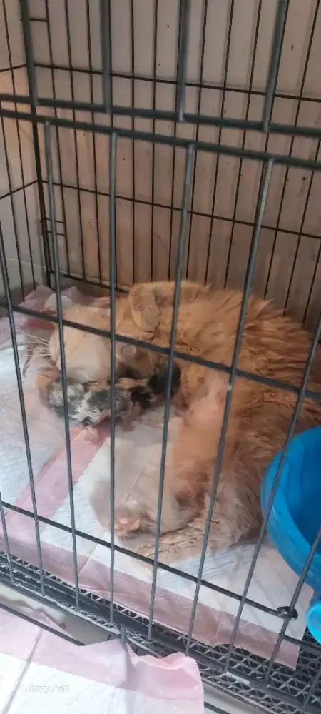 OB kitten Exotic ready 3