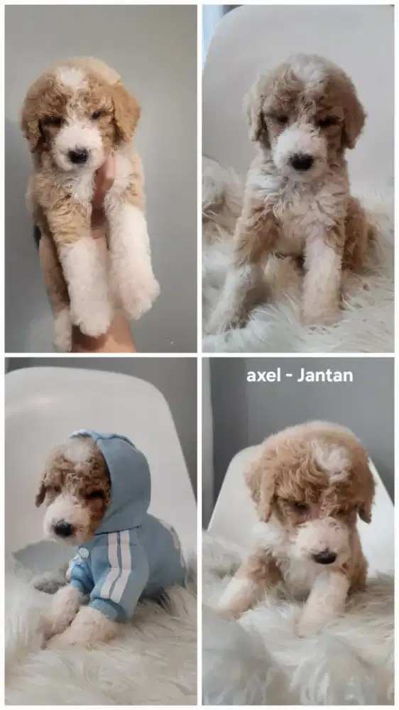 Giant Poodle Excellent Q jakarta