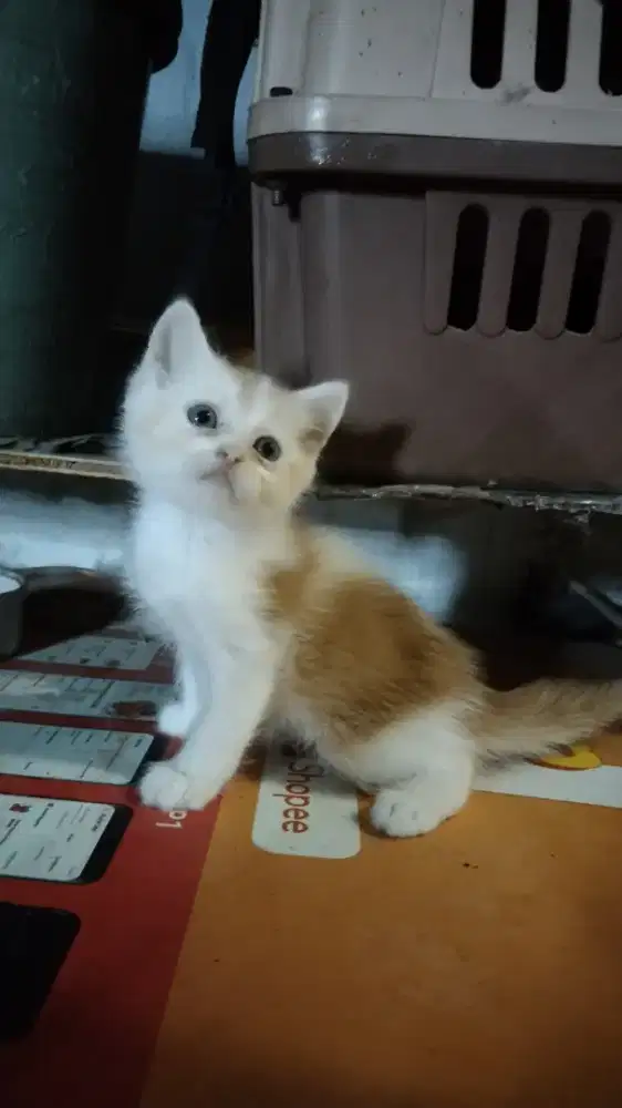 Kitten Persia Jantan