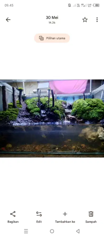 Paludarium aquascape
